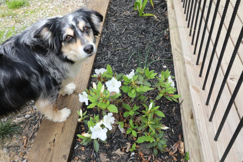 Spring flowers by the deck, with one of the local dogs
